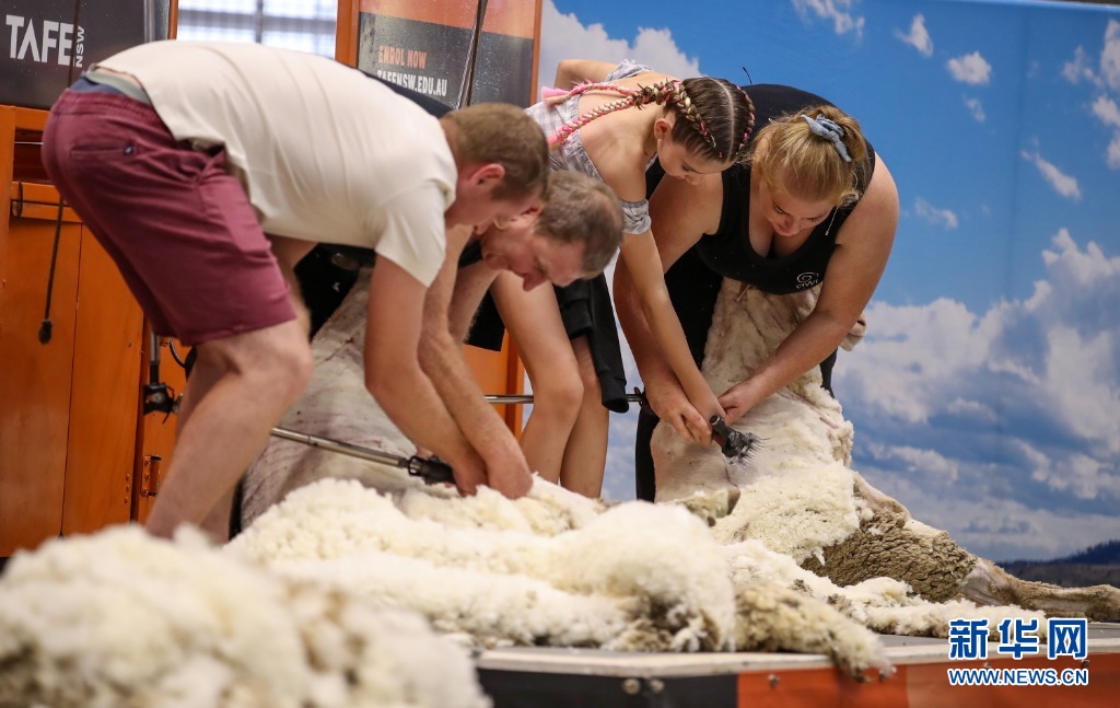 游客在澳大利亚悉尼奥林匹克公园举行的悉尼皇家复活节展上参加剪羊毛活动 ...
