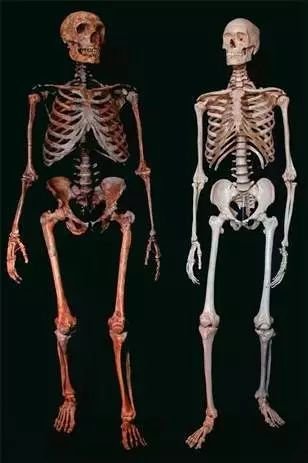 重构的尼安德特人骨架（左）与现代人骨架（右）